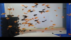 Корм для малька! Декапсулированная артемия! Как ею кормить малька правильно!