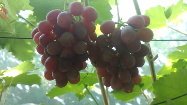 Виноград Эффект ОМ смотреть онлайн