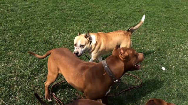 Стафф против Питбуля. Стафф vs Питбуль. Знакомство Питбуля Спайка и Кияры со Стаффом. смотреть онлайн