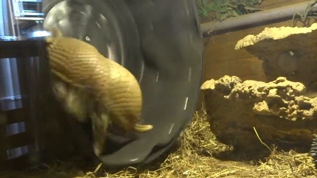 Herbie my PET THREE-BANDED ARMADILLO uses his WHEEL!!! - with Leon Hills - LEON CREATOR смотреть онлайн