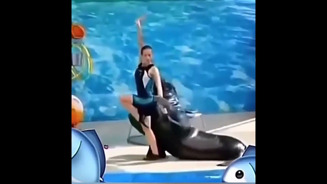 29 - Viktoria ARNAUT - Seni severim (танец с морским животным) смотреть онлайн