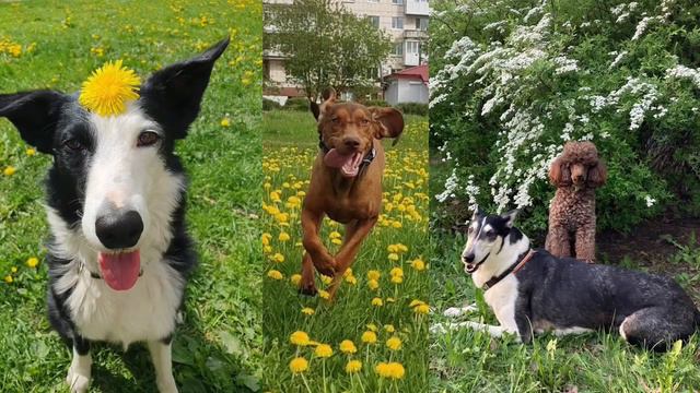 Цветем-с. Цветы и собаки. смотреть онлайн