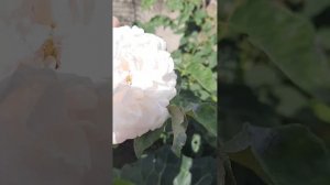 Плетистая роза Мадам Альфред Карьер.