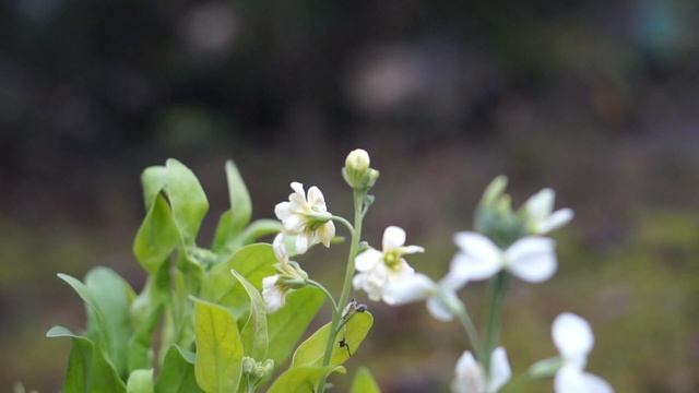 Sony Alpha 5000 + 50mm f1.8 OSS (SEL-50F18) Video Test! смотреть онлайн