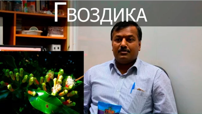 Гвоздика