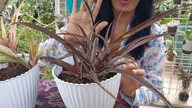 Tips Merawat Tanaman Kriptantus (Cryptanthus sp) смотреть онлайн
