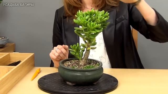 Бонсай из крассулы Хоббит (ч.1). смотреть онлайн