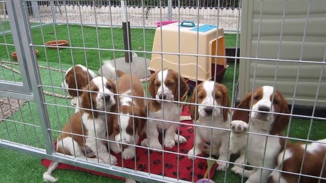 Jade´s Welsh springer spaniel puppies - 9 weeks old (part 1) смотреть онлайн