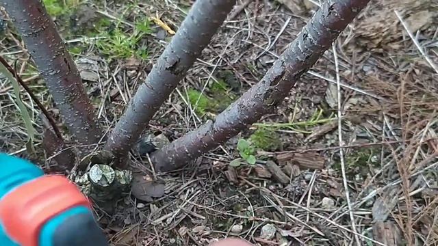 Тамарикс в ландшафте сада.Обрезка и формировка кроны.