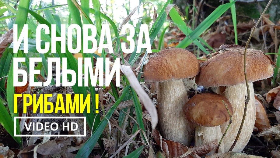 И СНОВА ЗА БЕЛЫМИ ГРИБАМИ ! 13 октября 2022 года. Сбор белых грибов дубовых и боровика бронзового. смотреть онлайн