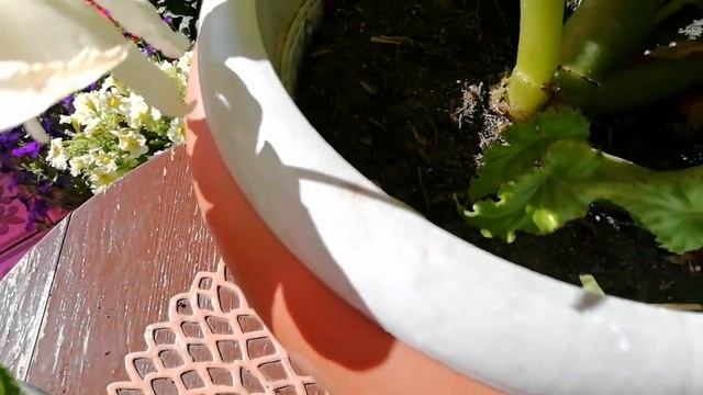 КАК СОХРАНИТЬ КЛУБНЕВУЮ БЕГОНИЮ ЗИМОЙ.УКОРЕНЯЮ ЧЕРЕНКИ. САМЫЙ ПРОСТОЙ СПОСОБ ЧЕРЕНКОВАНИЯ. смотреть онлайн