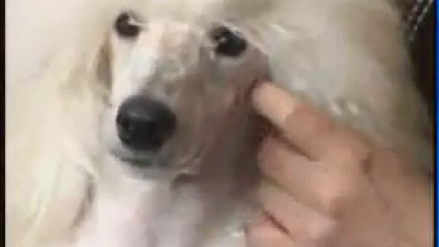 Зачем нужна дрессировка? смотреть онлайн