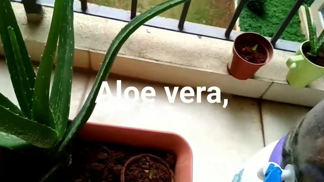 A Glimpse of our cute Balcony Garden #Bryophyllum plant смотреть онлайн