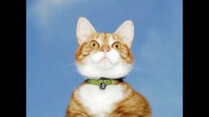 Ошейник для кошек чистотел