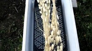 Отбеливаем  заячий хвостик(лагурус) испарениями перекиси водорода