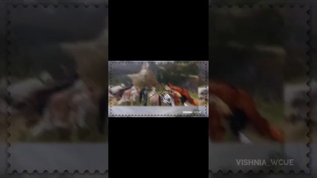 Всем спасибо за 2к! warrior cats ultimate edition #роблокс #roblox #wcue смотреть онлайн