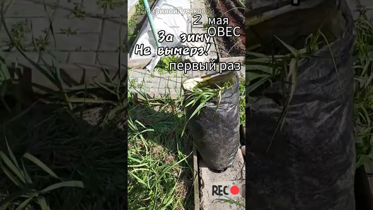 Сидерат ОВЕС за зиму не вымерз ВОТ ЭТО ДА! Теперь подумаю сеять ли его вообще? Я в шоке! 2 мая смотреть онлайн