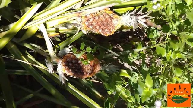 E se não ensaco os abacaxis pineapple Ananas comosus смотреть онлайн