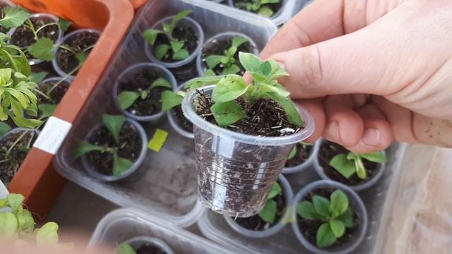 Хлороз на черенках вегетативной петунии. смотреть онлайн