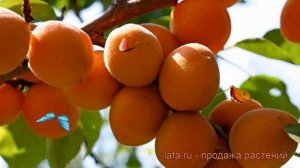 Абрикос обыкновенный Триумф Северный ? обзор: как сажать, саженцы абрикоса Триумф Северный