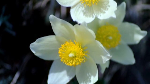 Ньукуолун күнүнэн.