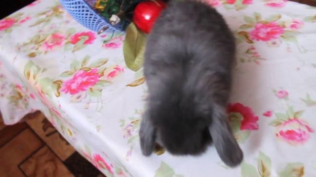 Pygmy rabbits* Декоративные кролики* 兔子 смотреть онлайн