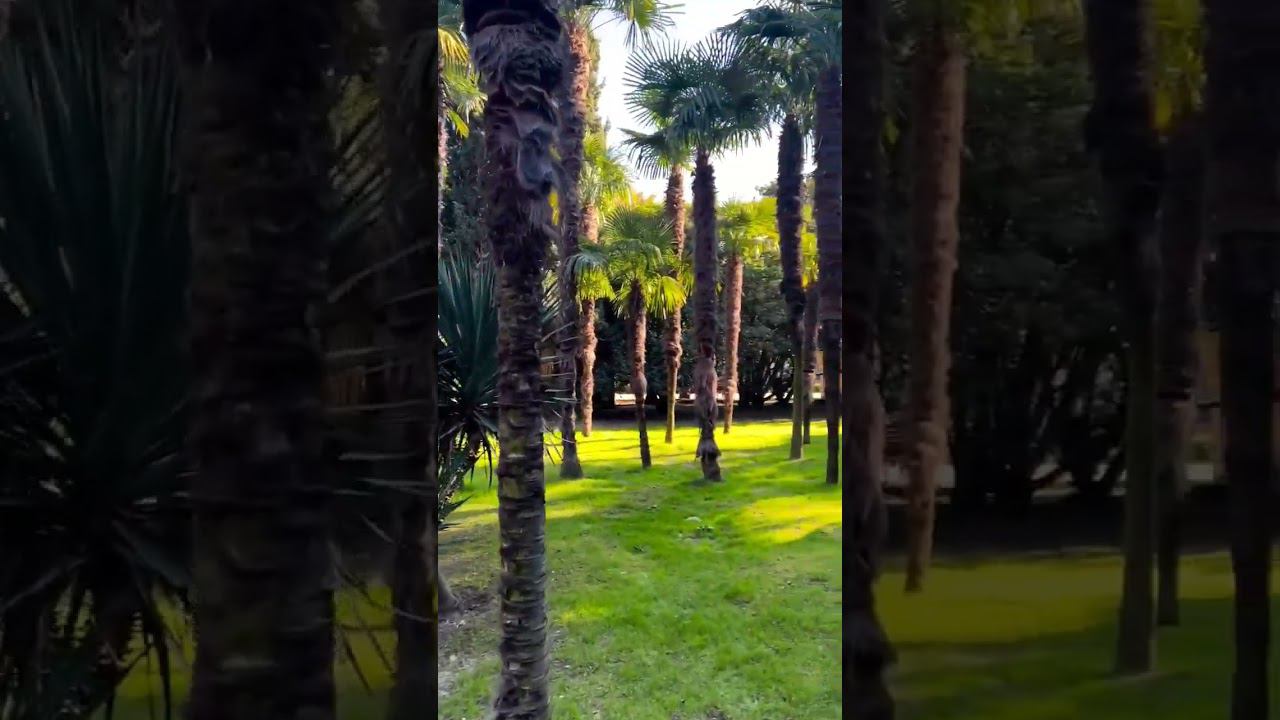 27.01.23 г. Погода Лазаревское (Парк культуры и отдыха) #shorts #погодалазаревское #погодасочи смотреть онлайн