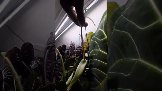 Anthurium pollination смотреть онлайн