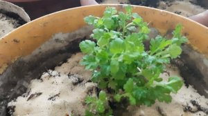 ХРИЗАНТЕМА В ГОРШКЕ В ДОМЕ.КАК ВЫРАСТИТЬ.КАК СОХРАНИТЬ.КАК РАЗМНОЖИТЬ.НАПАДЕНИЕ ВРЕДИТЕЛЕЙ.ОБРАБОТК