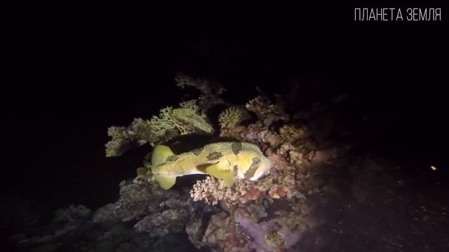 Красное море: Самое живое и чистое море планеты Земля | Интересные факты про Красное море смотреть онлайн