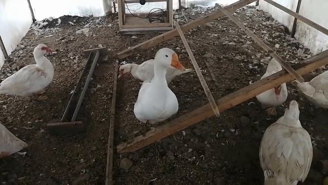 Куры ,мускусные утки,индюки,гуси зимой без отопления. смотреть онлайн