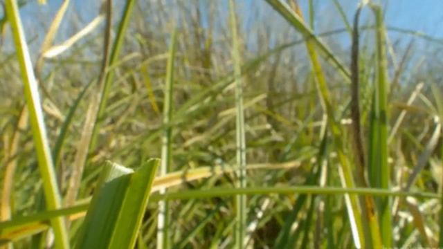 Муравейник. Колония муравьев. #колониямуравьев#муравей#колония# смотреть онлайн