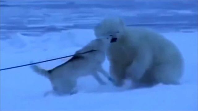Маламут отгоняет белого медведя смотреть онлайн