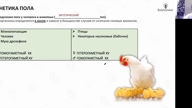 Лекция 24. Генетика Сцепленное с полом смотреть онлайн