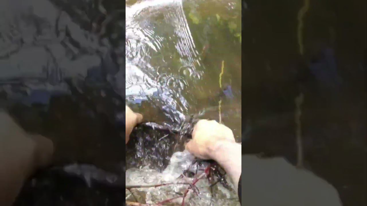 #мормышинг | Разбираю бобровую плотину | смотреть онлайн