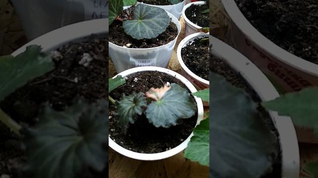 Бегонии из семян клубневой 2 месяца смотреть онлайн
