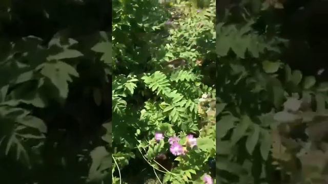 Дача СНТ химик 6 смотреть онлайн