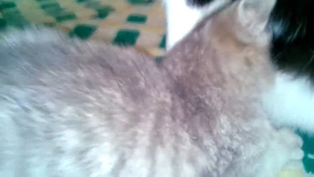 ПРИКОЛ: КОШКА САСЕТ У КОТА)))))))))))# смотреть онлайн