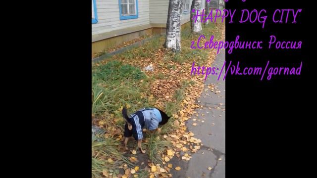 Тёплый комбинезончик на чихуа хуа "HAPPY DOG CITY" смотреть онлайн