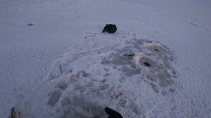 Волга. Ловля Судака и Берша на тюльку и ратлин.