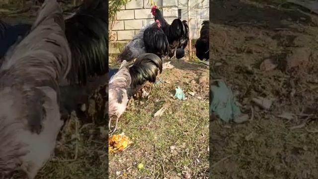 Австралорп Куры и Петушки Линия Румыния | Avstralorp Tovuq va Xorozlar Toza zot Australorp Chickens смотреть онлайн