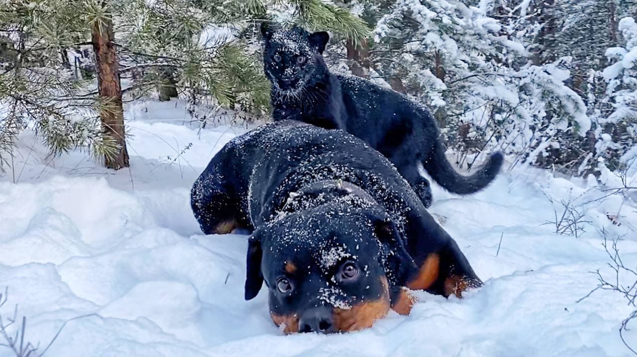 Пантера Луна идет по следу. Котенок леопарда играет и учится охотиться