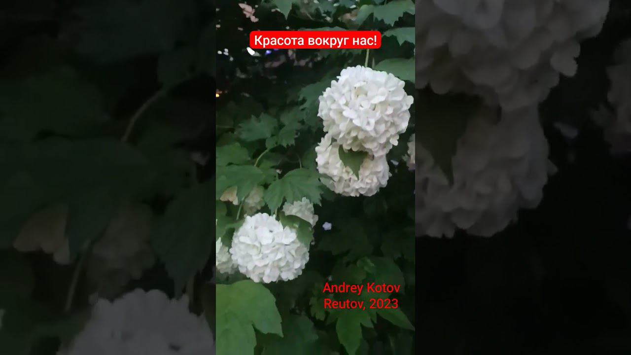 Красота вокруг нас! #2023 #красотавокругнас #reutov #andrey.kotov #kotovfoto@Kotov.Andrey смотреть онлайн
