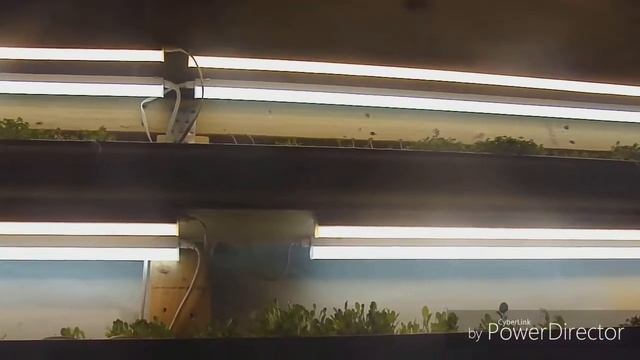 Unboxing 3000K lights for grow system смотреть онлайн