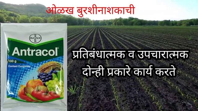 Antracol fungicide | propineb 70%WP | ओळख बुरशीनाशकाची | ANTRACOL बुरशीनाशक संपूर्ण माहिती смотреть онлайн