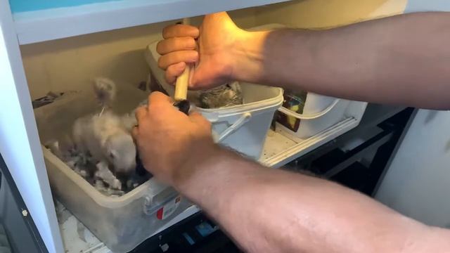 Попугаи Ара смотреть онлайн