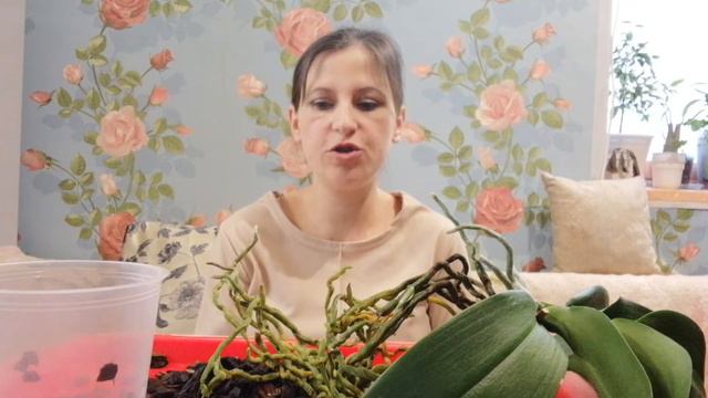 Орхидеи после покупки, когда и во что сажать. смотреть онлайн