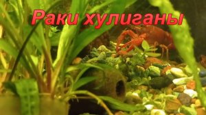 Раки хулиганы.