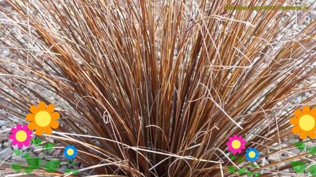 Осока власовидная Бронко. Краткий обзор, описание характеристик Carex Comans Bronco