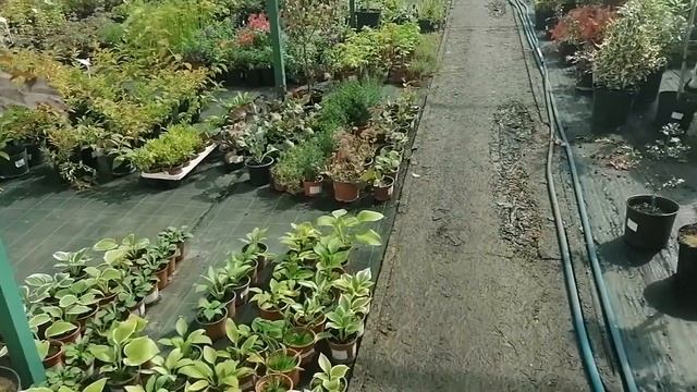 Гейхера сорта у фирмы Доменика фловерс смотреть онлайн